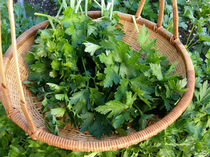 Parsley Italian Large Leaf
