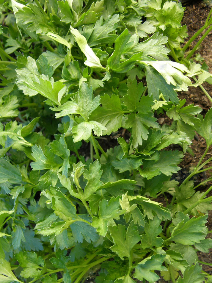 Parsley Italian Large Leaf