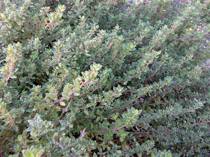 Thyme English Heirloom