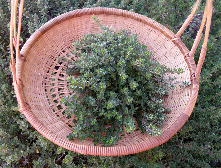 Thyme English Heirloom