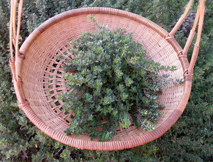 Thyme English Heirloom