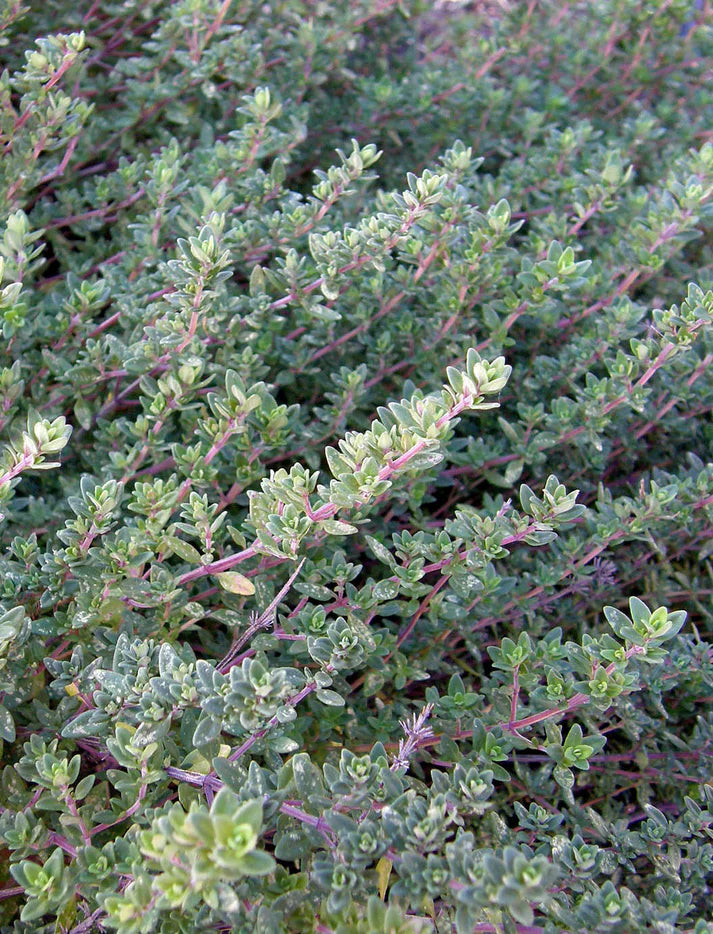 Thyme English Heirloom