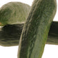 Cucumber Armenian OSC Seed