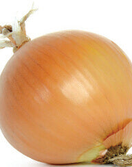 Onions Early Yellow Globe OSC seeds