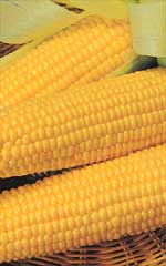 Corn Bodacious Sweet OSC Seed