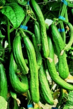 Cucumber English Telegraph OSC Seed