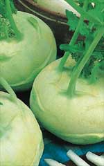 Kohlrabi White Vienna OSC Seed