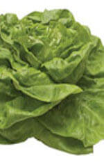 Lettuce Buttercrunch Organic OSC Seed