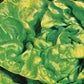 Lettuce Buttercrunch OSC Seed