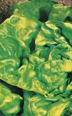 Lettuce Buttercrunch OSC Seed