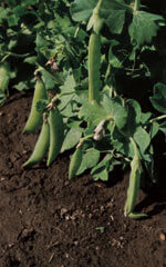 Peas Little Marvel OSC Seed