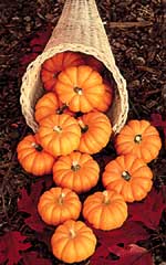 Pumpkin Jack Be Little OSC Seed