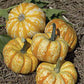 Pumpkin Hooligan OSC Seed