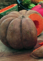 Pumpkin Fairy Tale OSC Seed