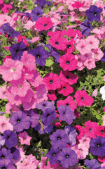 Petunia Picobella Mixed OSC Seed