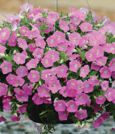 Petunia Shock Wave Pink OSC Seed