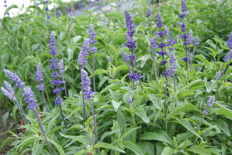 Salvia Blue Bedder OSC Seed