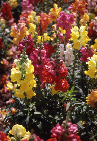 Snapdragons Panorama Mixed OSC Seed