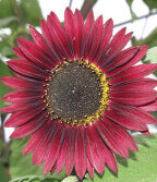 Sunflower Velvet Queen OSC Seed