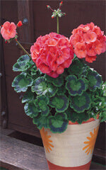 Geranium Maverick Coral OSC Seed