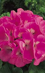 Geranium Maverick Pink OSC Seed