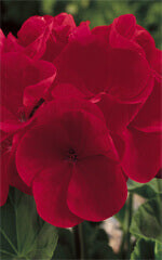 Geranium Maverick Red OSC Seed