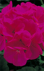 Geranium Maverick Violet OSC Seed