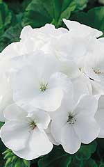 Geranium Maverick White OSC Seed