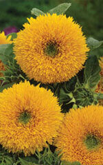 Sunflower Tall Sungold  OSC Seed