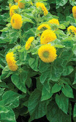 Sunflower Teddybear OSC Seed