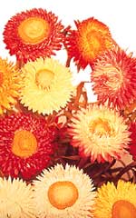 Strawflowers OSC Seed