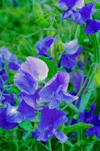 Sweet Peas Royal Family Blue OSC Seed