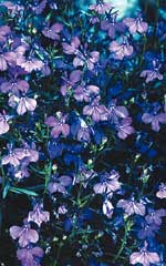 Lobelia Trailing Sapphire OSC Seed