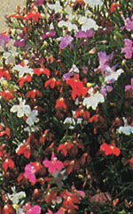 Lobelia Cascade Mix OSC Seed