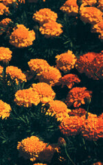 Marigold Dwarf French Petite Mix OSC Seed