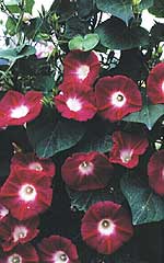 Morning Glory Crimson Rambler OSC Seed