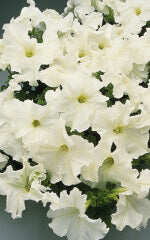 Petunia Cascade White OSC Seed