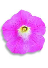 Petunia Cascade Pink OSC Seed