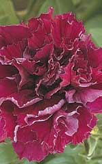 Petunia Cascade Burgundy Double OSC Seed