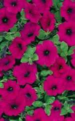 Petunia Wave Purple OSC Seed