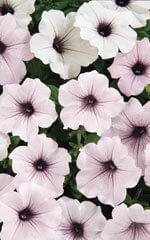 Petunia Tidal Wave Silver OSC Seed