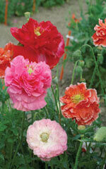 Poppy Double Shirley OSC Seed