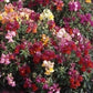 Snapdragons Magic Carpet Dwarf OSC Seed