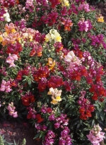 Snapdragons Magic Carpet Dwarf OSC Seed