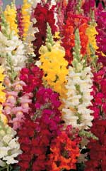 Snapdragons Rocket Mixed OSC Seed