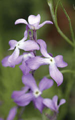 Stocks Evening Scented OSC Seed