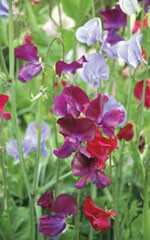 Sweet Peas Bijou Mixed Colours OSC Seed