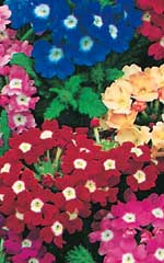 Verbena Florist Mix OSC Seed