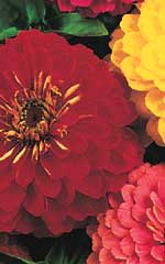 Zinnia Giants of California Mixed OSC Seed