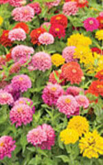 Zinnia Pom Pom/ Lilliput Mixed OSC Seed